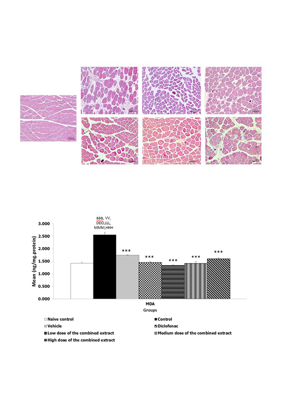 The Anti-nociceptive Effect and the Reduction of Muscle Hardness of the Combined Extract of Z. officinale and P. amarus in Animal Model of Myofascial Pain